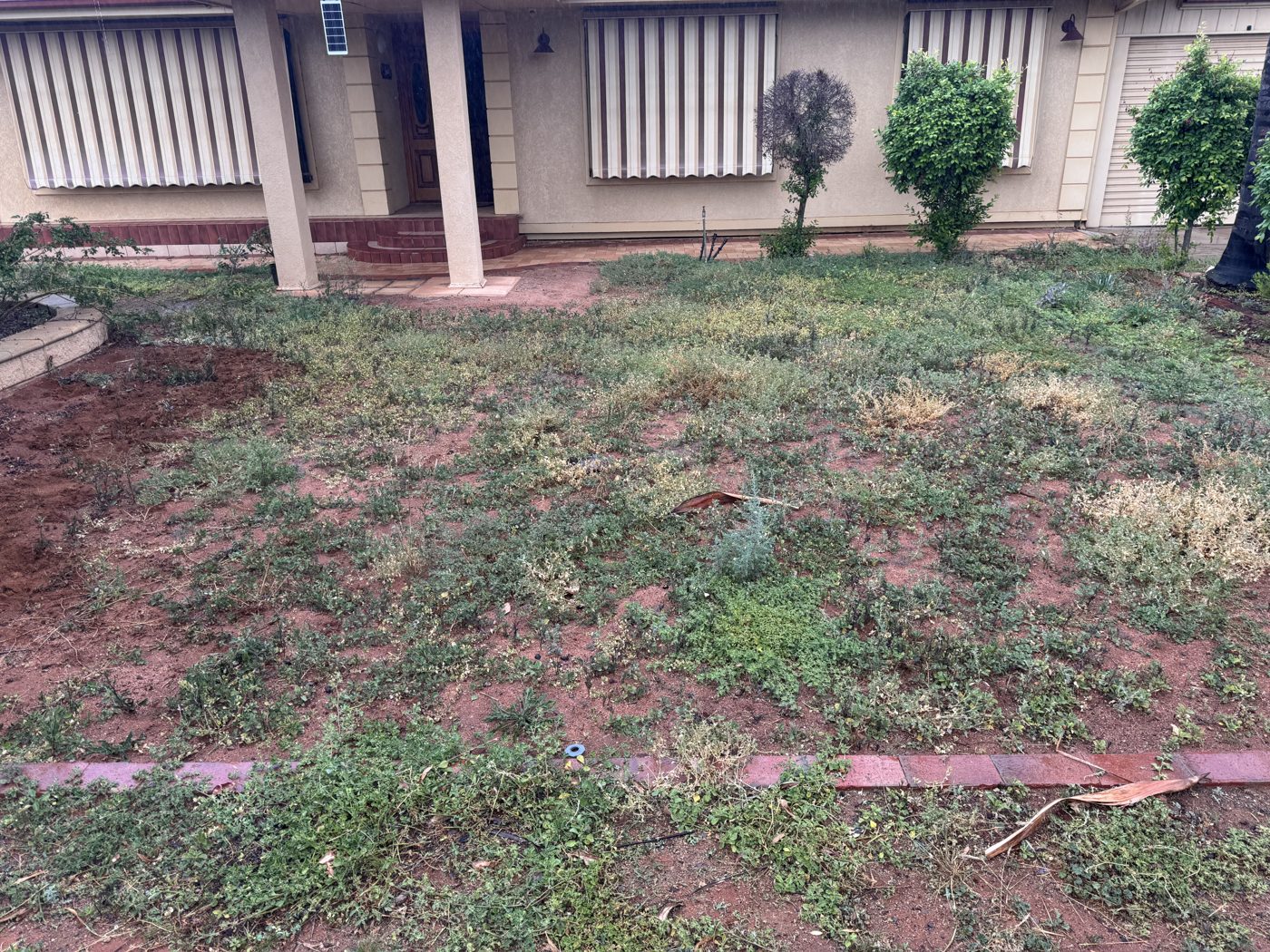 Overgrown weedy front yard before clearing